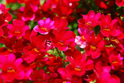 Trädgårdsblommor - trädgården, blommor