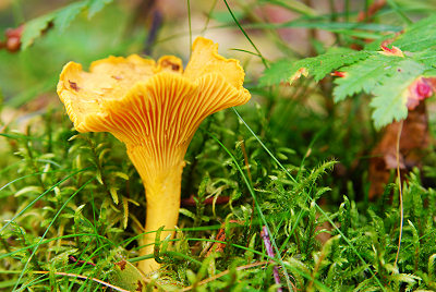 Chanterelles, edible mushrooms