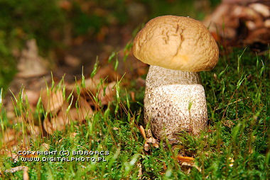 Mushrooms in forest, birch bolete