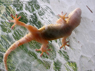 Gecko, Gekkonidae