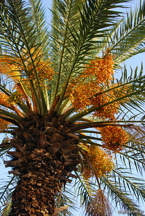Palma daktylowa, zdjęcie palmy daktylowej