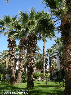 Gaj palmowy, Sousse Tunezja