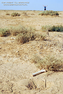 Szukanie wody na pustyni