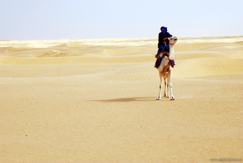Sahara, Biały Dromader