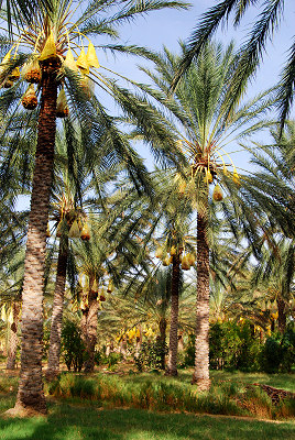 Oasis, Palm trees