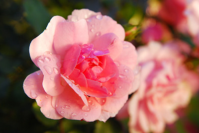Rosas, cor-de-rosa rosas