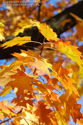Oak leaves, autumn