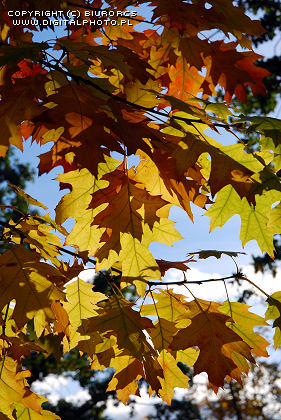 Oak autumn