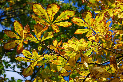 Hojas coloridas, árboles del otoño