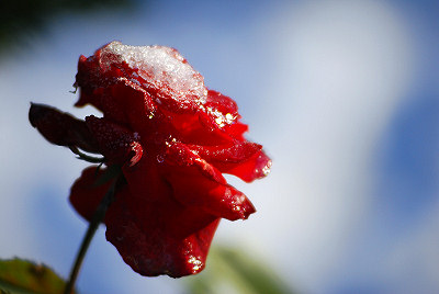 Czerwona róża, zima