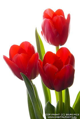 Kvinnedagen, 8 Mars, Blomster