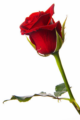 Czerwona róża, piękna róża