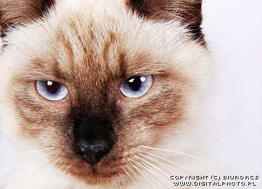 Siamese cats, pictures of siamese cats