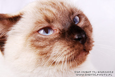 Kot syjamski, kot o niebieskich oczach