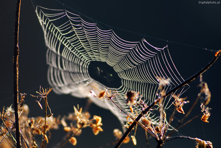 Spindelvæv, edderkopper