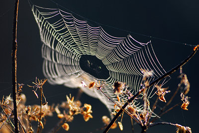 Spinnenwebben foto's, spinneweb