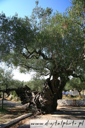 Drzewo oliwkowe, oliwka, Grecja