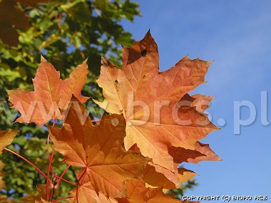 Złota jesień - Klon - liście