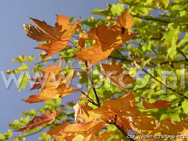 Złota jesień - liście klonu