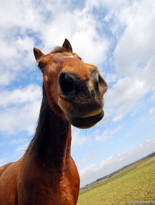 Roliga djur, humor bilder på hästar