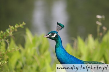 Peacock, pictures of peacocks