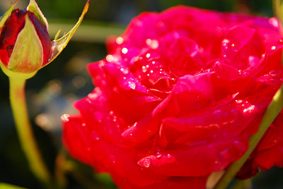 Rosas rojas, fotos de rosas rojas