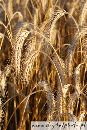 Plantación de trigo, campo, trigo