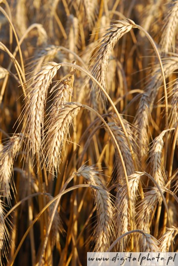 Plantación de trigo, campo, trigo