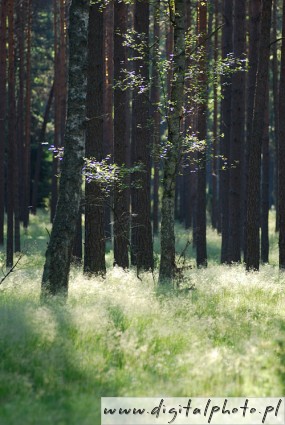 Forest scenery, pictures of forest