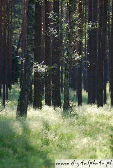 Forest scenery, pictures of forest