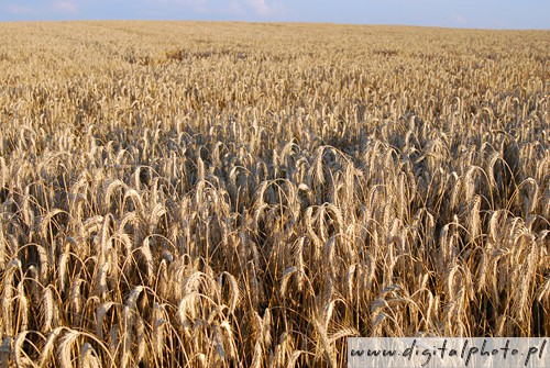 Agricultura, cosecha, cereal imágenes