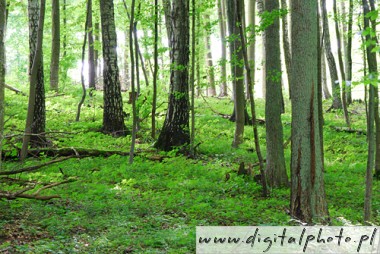 Skogen landskap, foto av skog