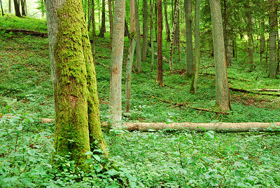 Skogenbild, Skogen bild