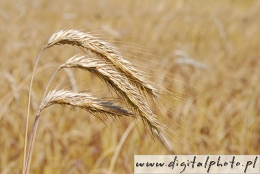 Farming crops photos, growing crops images