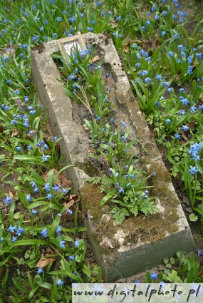 Kirkegård blomster, begravelsesplads foto