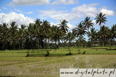 Rice crop, rice plantation