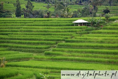 Terraserade risfält , Bali, Indonesien