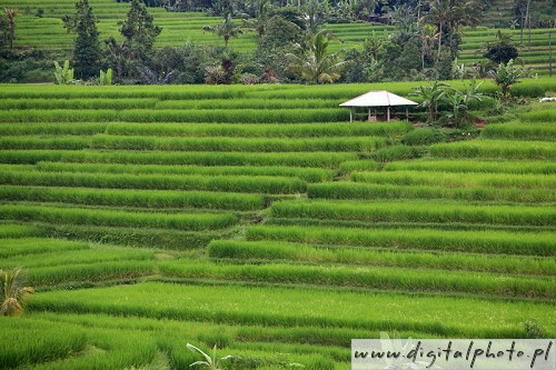Tarasy ryżowe, uprawy ryżu na Bali, Indonezja