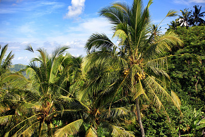 Foreste tropicali, foto foresta tropicale