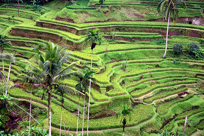 Terraserade risfält, risodlingar