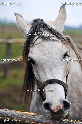 Pur-sang arabe cheval fotos