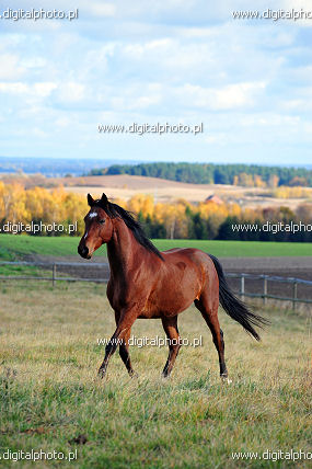 Chevaux, fotos des chevaux