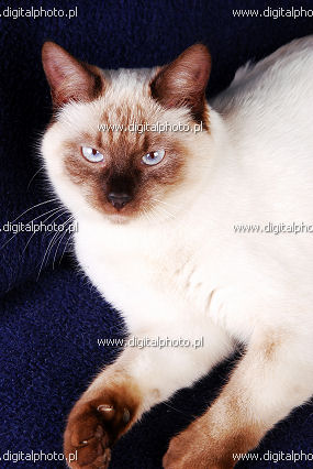 Siamese gato, fotografia de gato siamês