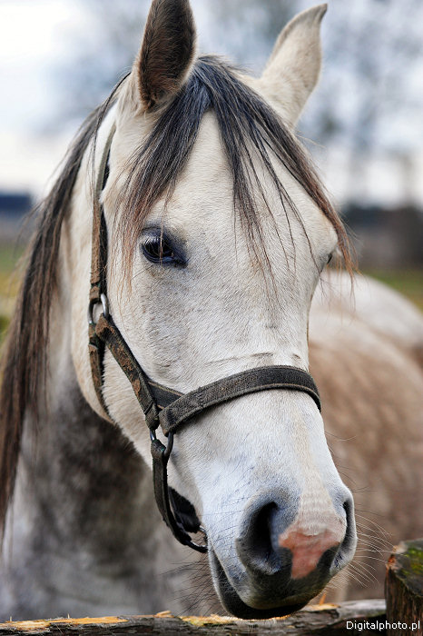 Pur-sang arabe cheval, blanc pur-sang arabe