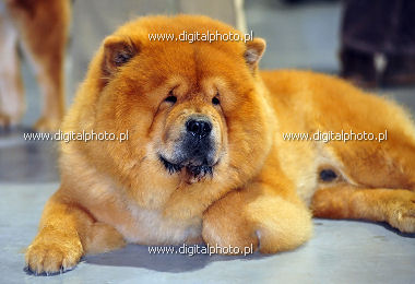 Perro Chow Chow
