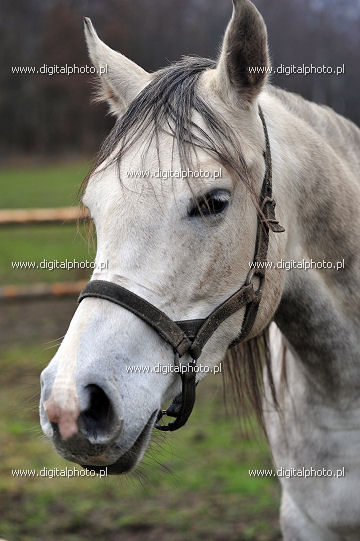 Arabisk häst, bild av arabiskt fullblod