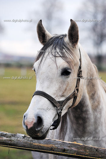 Biały koń - zdjęcia zwierząt