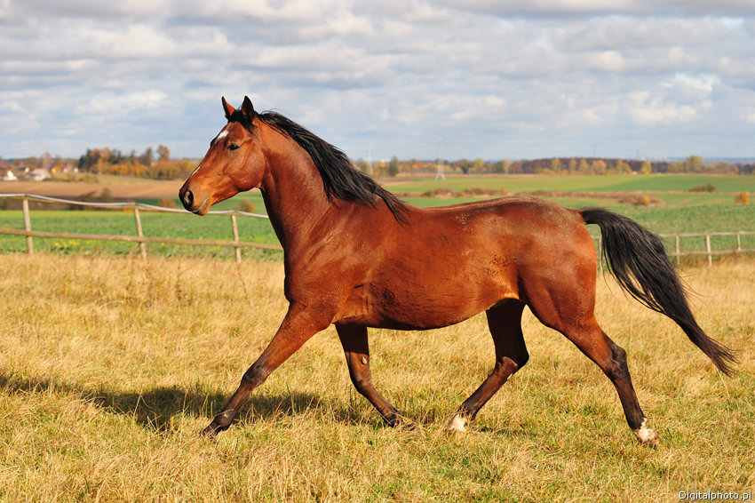 Foto van bruin paard