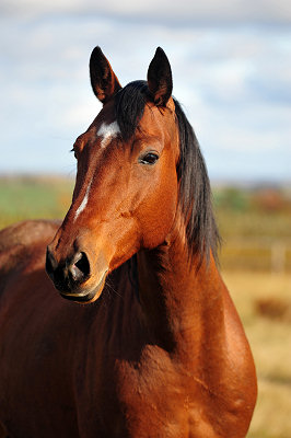 Piękno konia