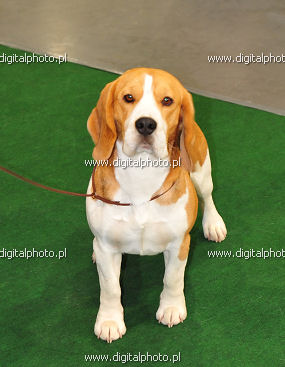 Beagle, Cão